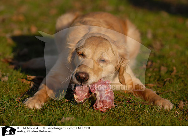 fressender Golden Retriever / eating Golden Retriever / MR-02204