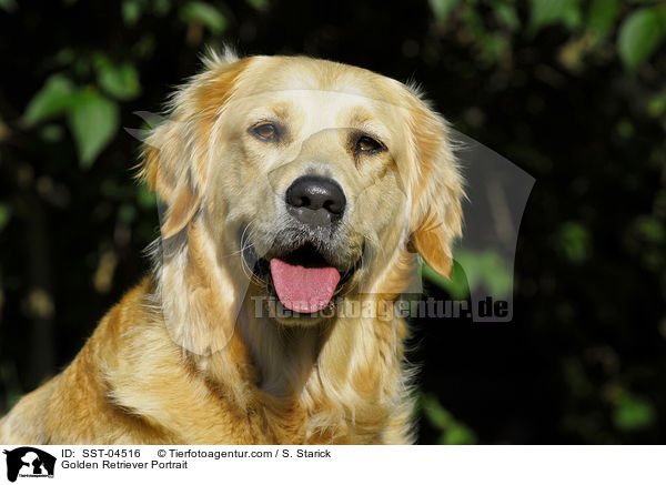 Golden Retriever Portrait / Golden Retriever Portrait / SST-04516