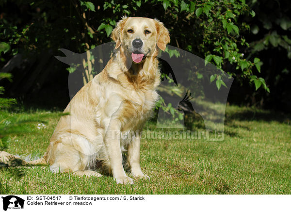 Golden Retriever auf Wiese / Golden Retriever on meadow / SST-04517