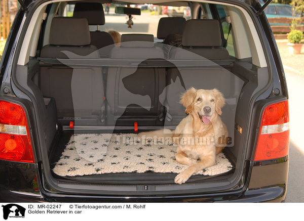 Golden Retriever im Auto / Golden Retriever in car / MR-02247