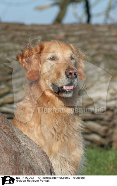Golden Retriever Portrait / Golden Retriever Portrait / IF-03993