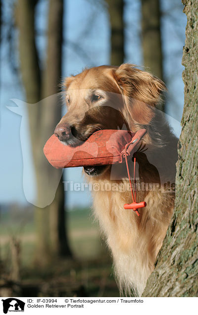Golden Retriever Portrait / Golden Retriever Portrait / IF-03994