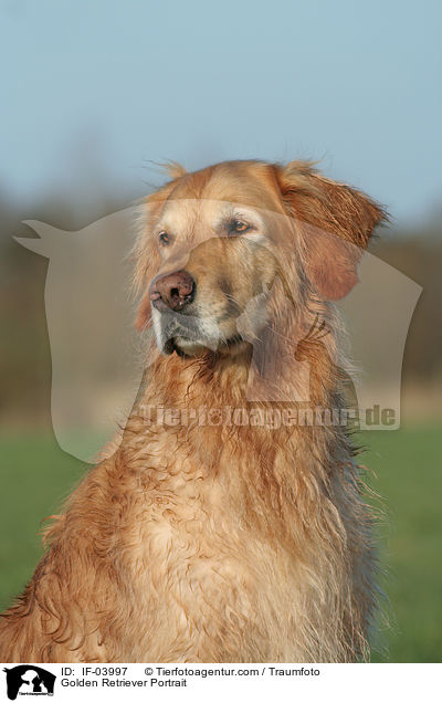Golden Retriever Portrait / Golden Retriever Portrait / IF-03997