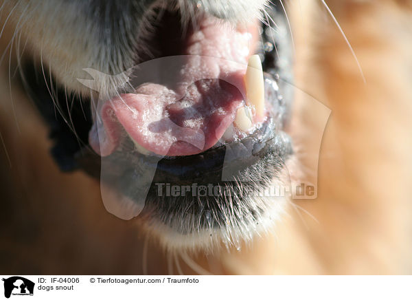 Hundemaul / dogs snout / IF-04006