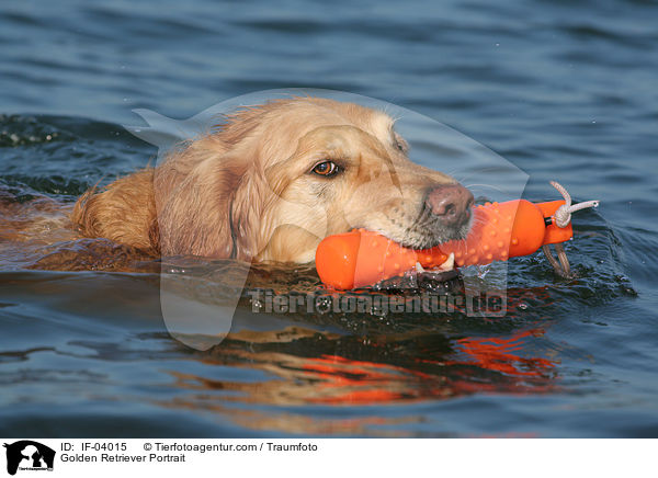 Golden Retriever Portrait / Golden Retriever Portrait / IF-04015