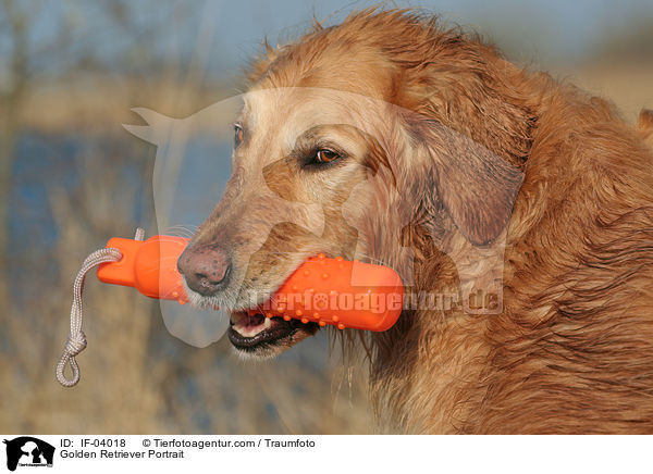 Golden Retriever Portrait / Golden Retriever Portrait / IF-04018