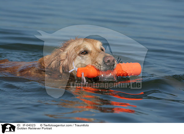 Golden Retriever Portrait / Golden Retriever Portrait / IF-04023