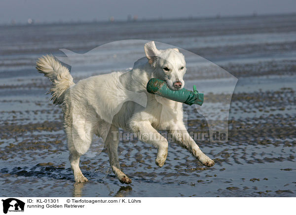 apportierender Golden Retriever / running Golden Retriever / KL-01301