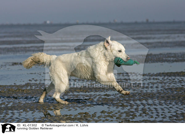 apportierender Golden Retriever / running Golden Retriever / KL-01302