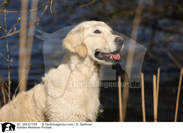 Golden Retriever Portrait / Golden Retriever Portrait / DG-01159
