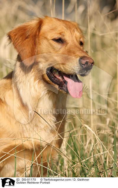 Golden Retriever Portrait / Golden Retriever Portrait / DG-01170