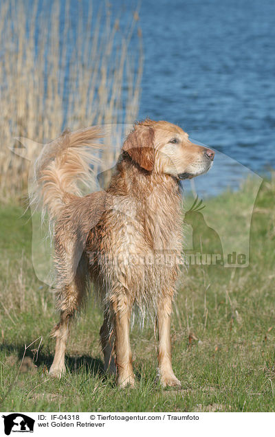 nasser Golden Retriever / wet Golden Retriever / IF-04318