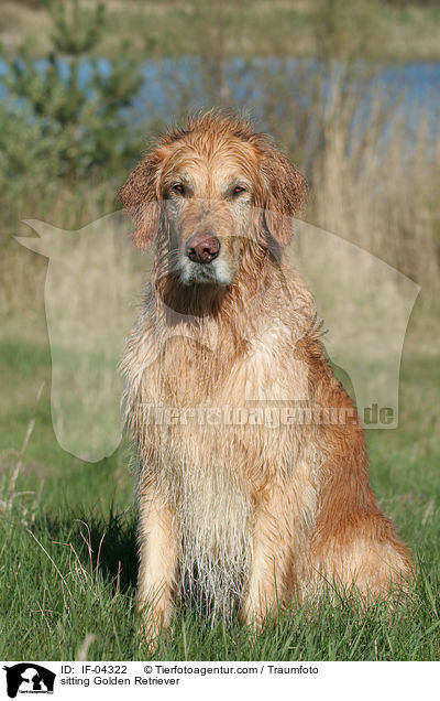 sitzender Golden Retriever / sitting Golden Retriever / IF-04322