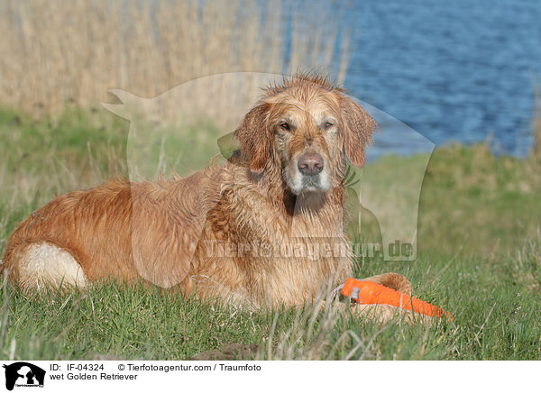 nasser Golden Retriever / wet Golden Retriever / IF-04324