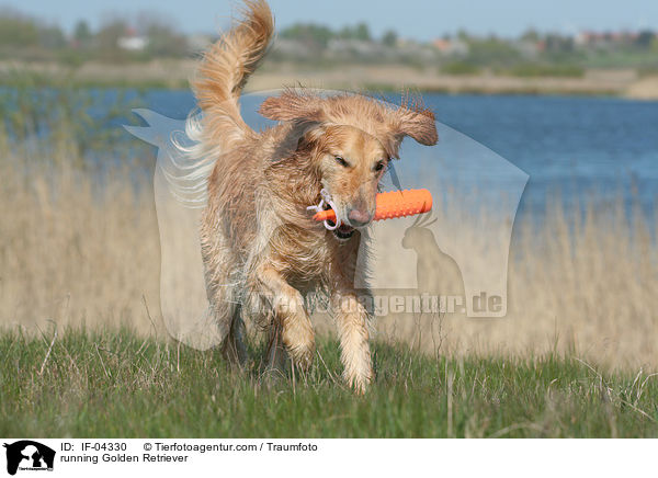 rennender Golden Retriever / running Golden Retriever / IF-04330