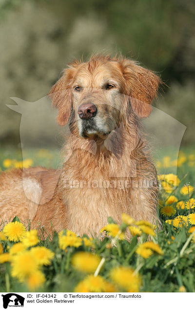 nasser Golden Retriever / wet Golden Retriever / IF-04342