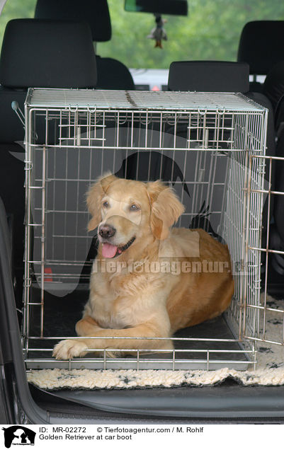 Golden Retriever im Kofferraum / Golden Retriever at car boot / MR-02272