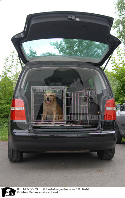 Golden Retriever im Kofferraum / Golden Retriever at car boot / MR-02273