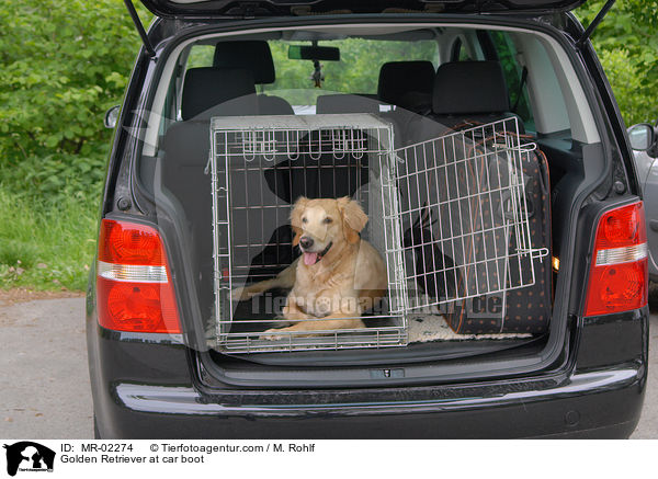 Golden Retriever im Kofferraum / Golden Retriever at car boot / MR-02274