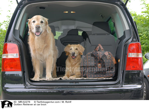 Golden Retriever im Kofferraum / Golden Retriever at car boot / MR-02276