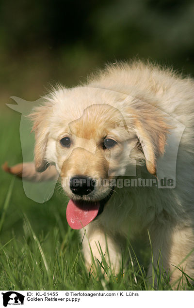 Golden Retriever Welpe / Golden Retriever puppy / KL-01455