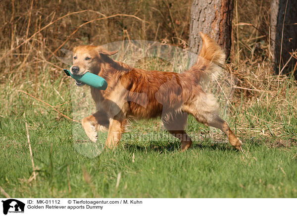 Golden Retriever apportiert Dummy / Golden Retriever apports Dummy / MK-01112