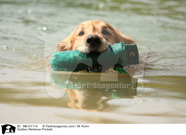 Golden Retriever Portrait / Golden Retriever Portrait / MK-01114