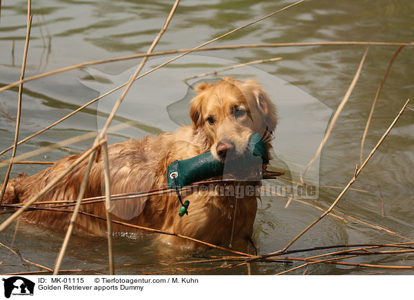 Golden Retriever apportiert Dummy / Golden Retriever apports Dummy / MK-01115
