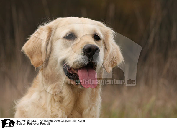 Golden Retriever Portrait / Golden Retriever Portrait / MK-01122