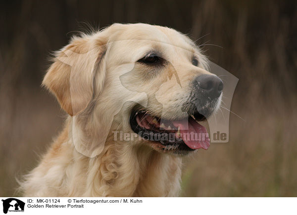 Golden Retriever Portrait / Golden Retriever Portrait / MK-01124