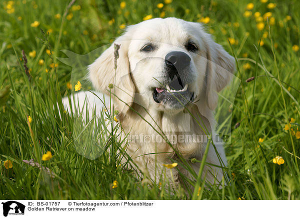 Golden Retriever auf Wiese / Golden Retriever on meadow / BS-01757