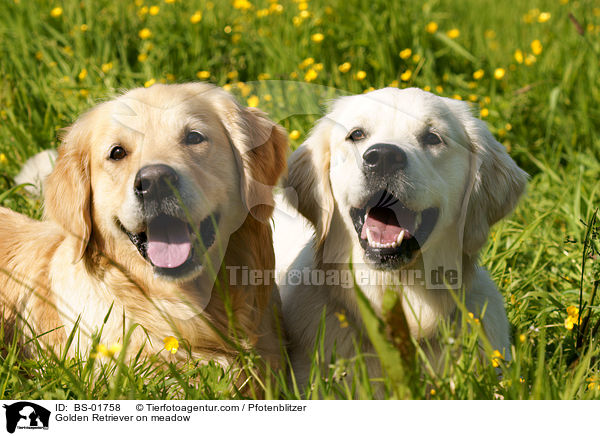 Golden Retriever auf Wiese / Golden Retriever on meadow / BS-01758