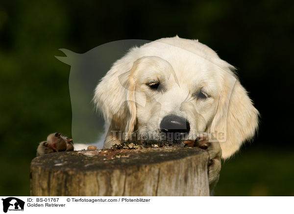 Golden Retriever / Golden Retriever / BS-01767