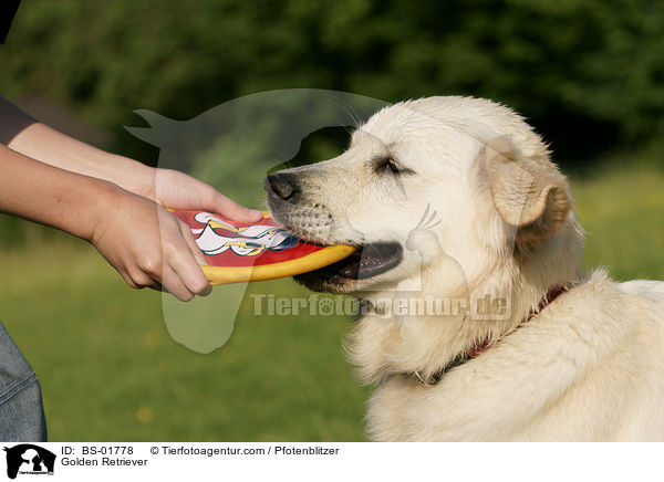 Golden Retriever / Golden Retriever / BS-01778