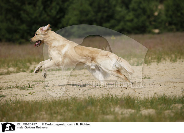 Golden Retriever Rde / male Golden Retriever / RR-26497