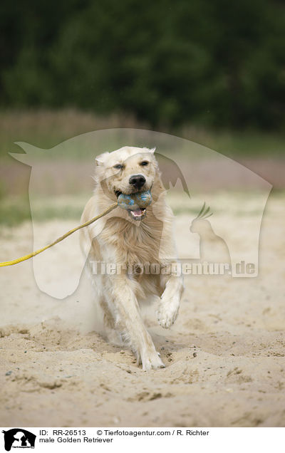 Golden Retriever Rde / male Golden Retriever / RR-26513