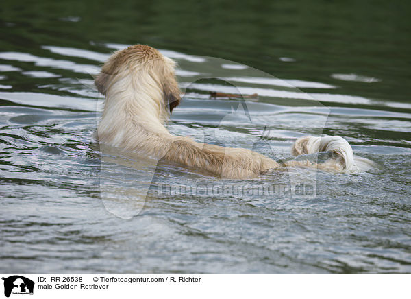 Golden Retriever Rde / male Golden Retriever / RR-26538