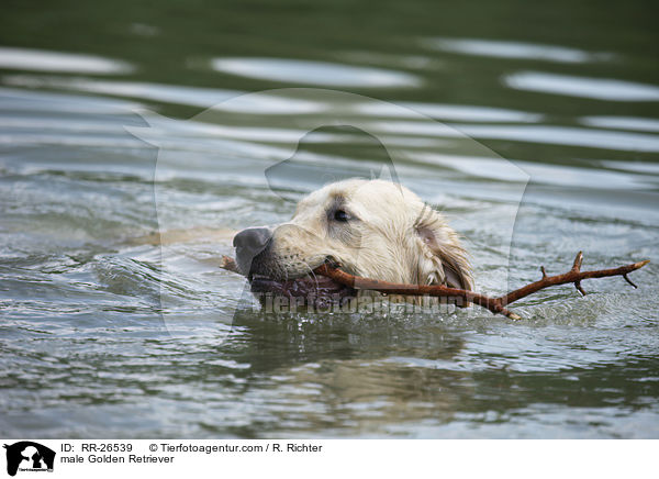 Golden Retriever Rde / male Golden Retriever / RR-26539
