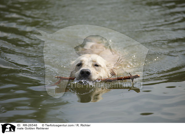 Golden Retriever Rde / male Golden Retriever / RR-26546