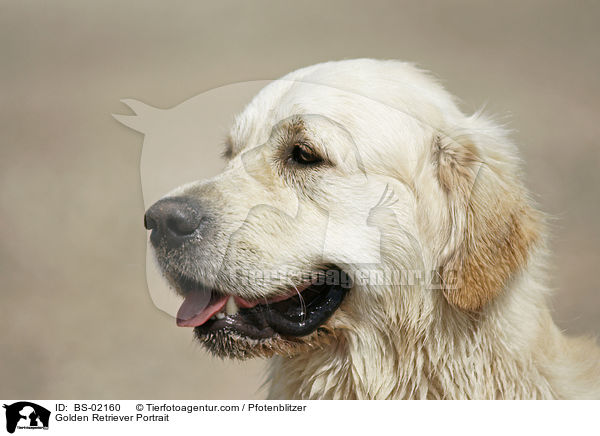 Golden Retriever Portrait / Golden Retriever Portrait / BS-02160