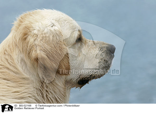 Golden Retriever Portrait / Golden Retriever Portrait / BS-02166