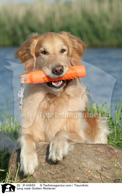 liegender Golden Retriever Rde / lying male Golden Retriever / IF-04650