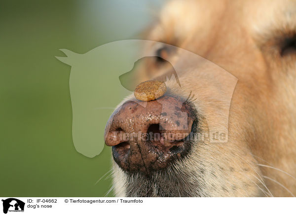 Hundenase / dog's nose / IF-04662