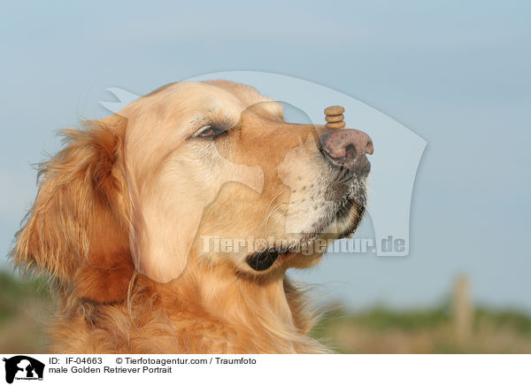 Golden Retriever Rde Portrait / male Golden Retriever Portrait / IF-04663