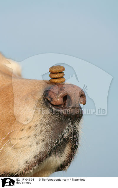 Hundenase / dog's nose / IF-04664