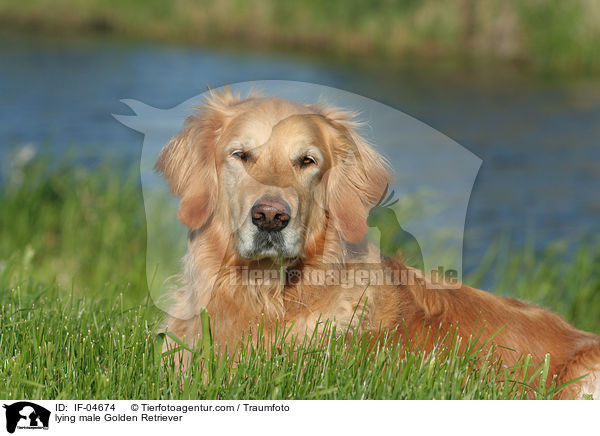 liegender Golden Retriever Rde / lying male Golden Retriever / IF-04674