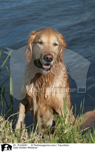 Golden Retriever Rde / male Golden Retriever / IF-04681