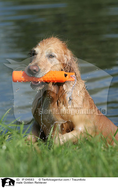 Golden Retriever Rde / male Golden Retriever / IF-04683