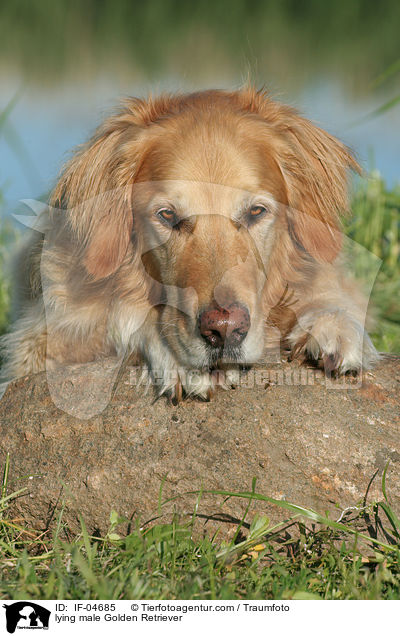 liegender Golden Retriever Rde / lying male Golden Retriever / IF-04685