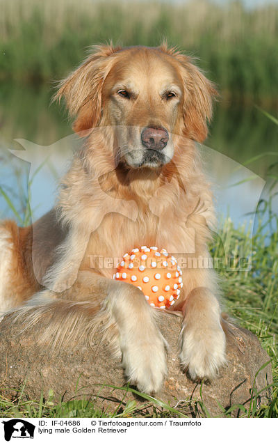 liegender Golden Retriever Rde / lying male Golden Retriever / IF-04686